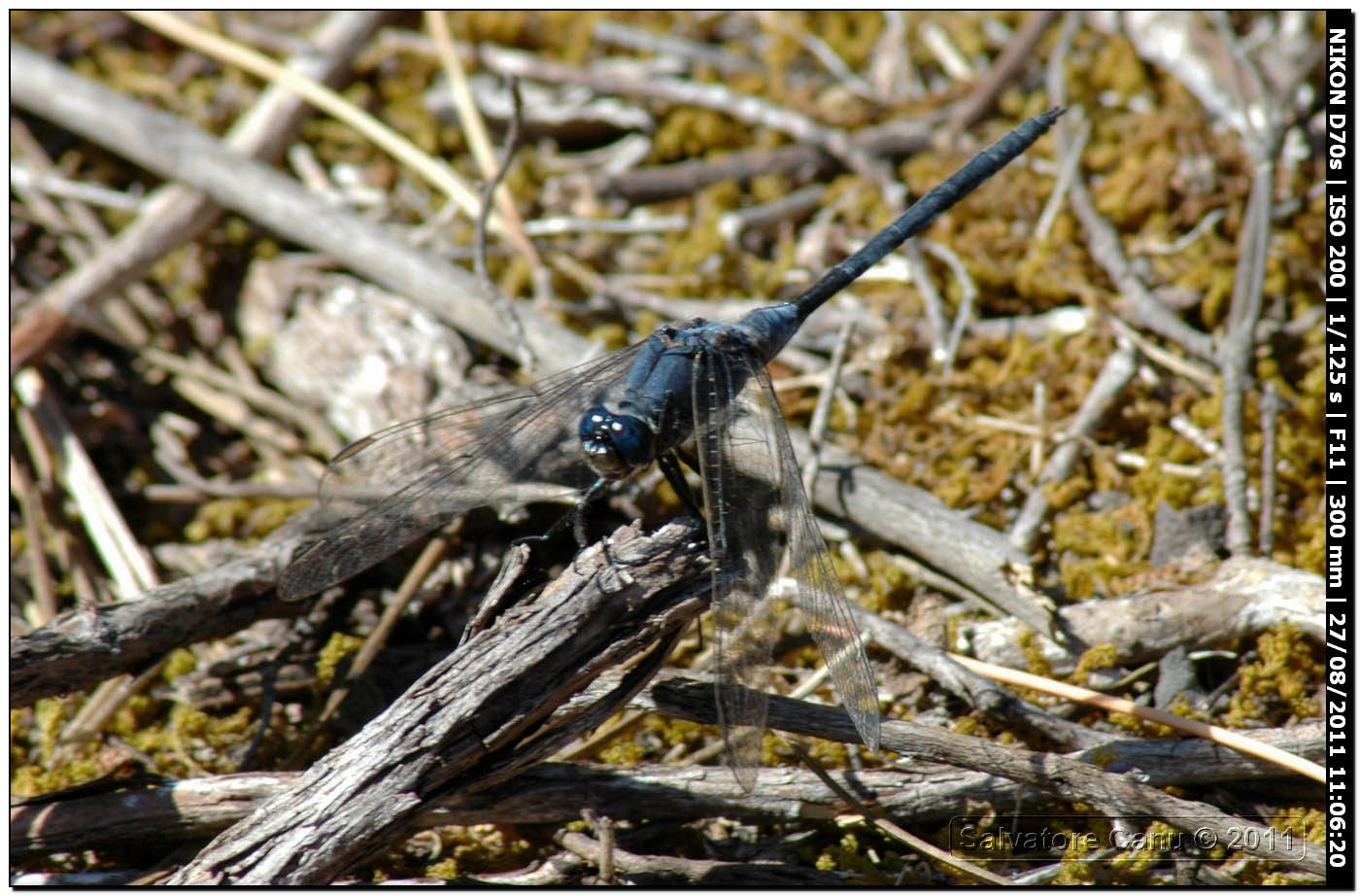 Orthetrum?? - Orthetrum trinacria